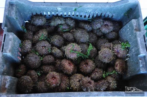 Venda de ouriços no mercado de Quemchi, na costa leste da ilha de Chiloé, no sul do Chile